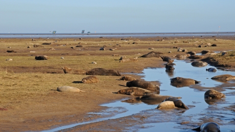 Donna Nook