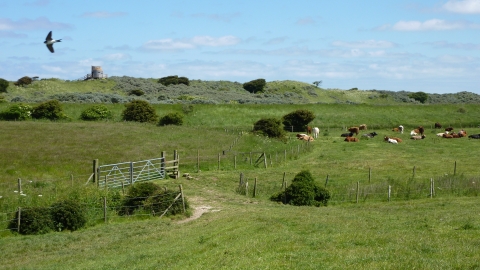 Anderby Marsh