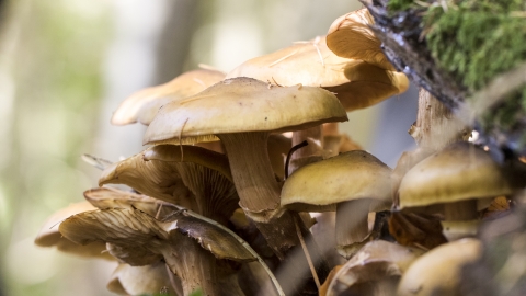 Honey fungus