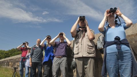 Birdwatching