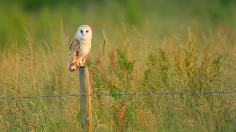 Barn Owl