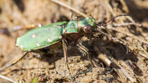 Green Tiger Beetle