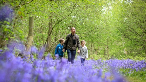 Bluebell walk