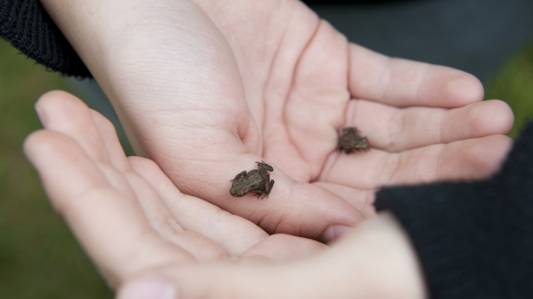 Nature Tots