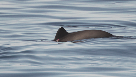 Harbour porpoise