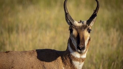 Antelope