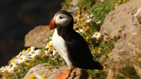 Puffin