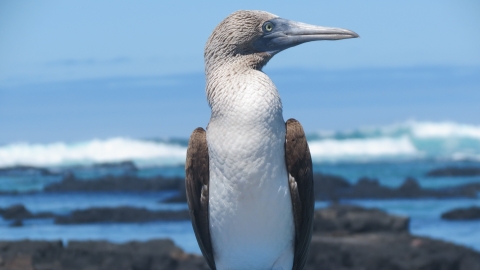 Galapagos Islands