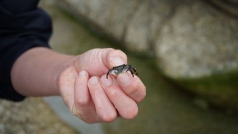 Crab