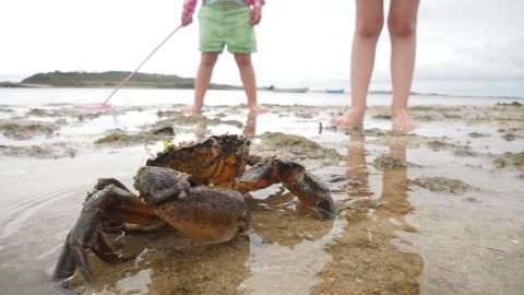 Crab