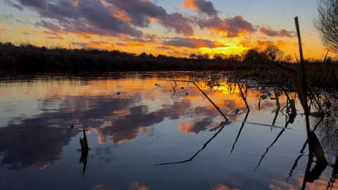 Norfolk