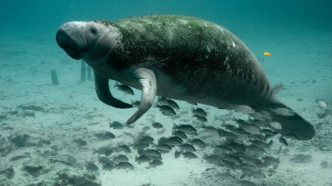 Manatee