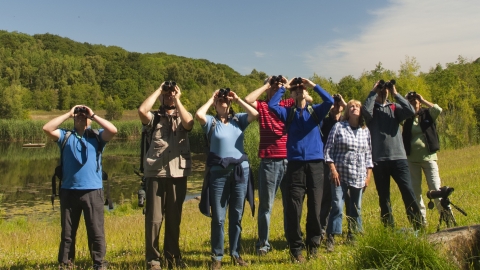 Birdwatching