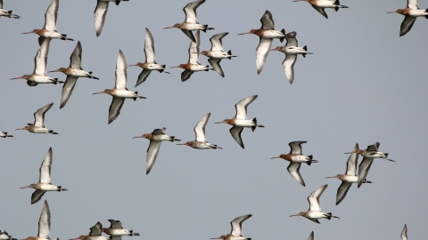 Black tailed godwit