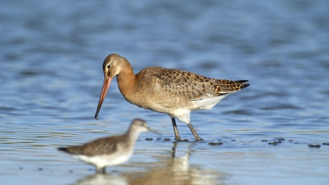 Black tailed godwit