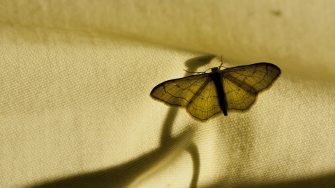 Moth night