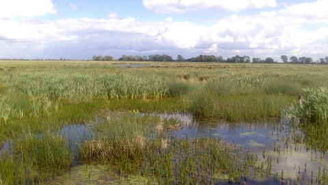 Willow Tree Fen