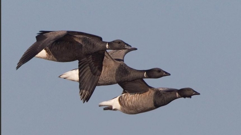 Brent geese