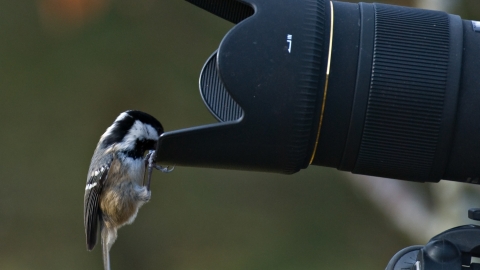 Coal tit on camera