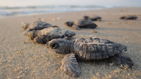 Sea turtle