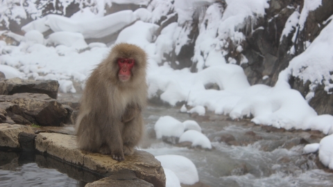 Japanese wildlife