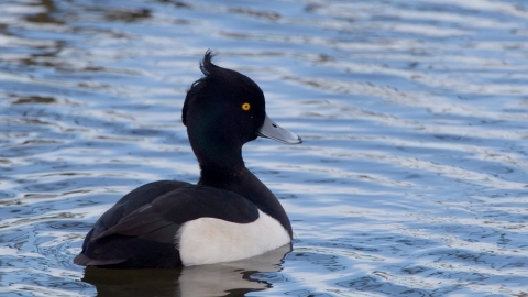 Tufted duck
