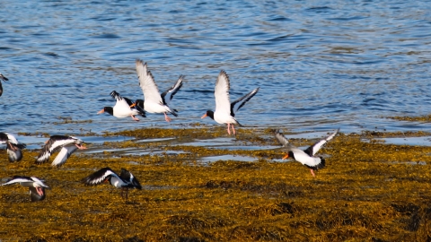 Oystercatcher