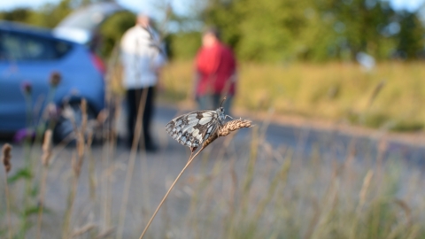 Wildlife walk