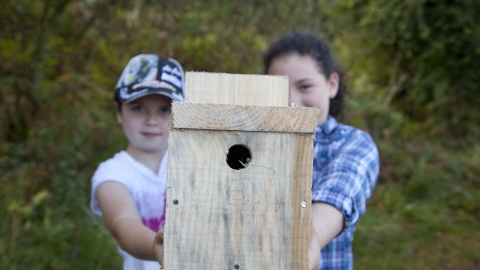 Bird box making