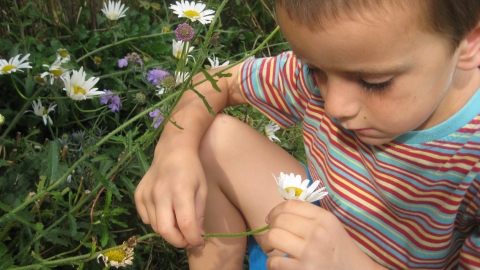 Boy in meadow