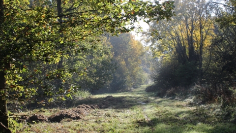 Swinn Wood