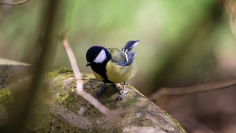 Great tit