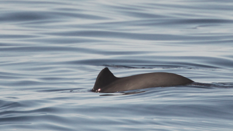 Harbour porpoise