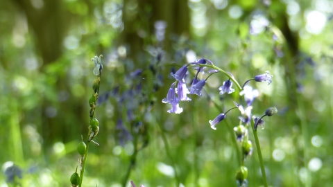 Swinn Wood bluebells