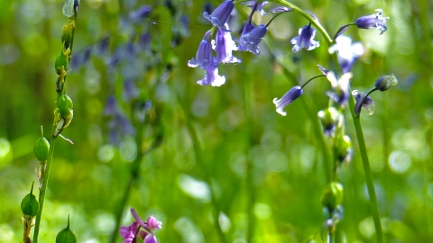 Swinn Wood