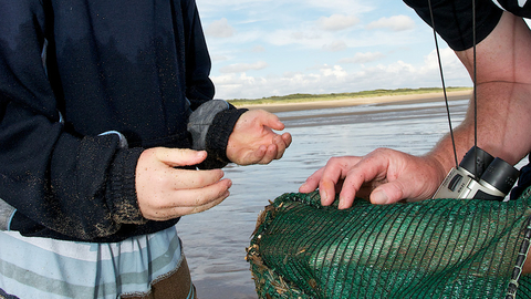 Sea dipping