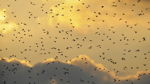 Starlings