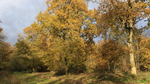 Swinn Wood