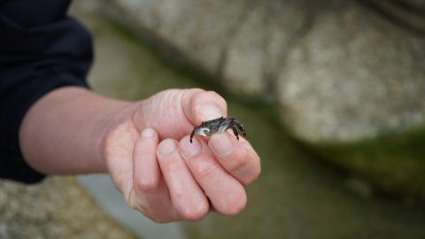 Crab in hand
