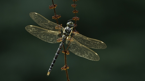 Dragonfly