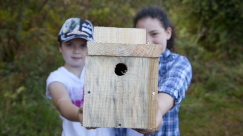 Bird box
