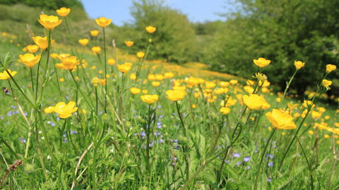 Buttercups