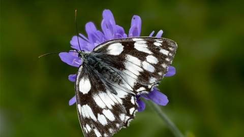 Marbled white butterfly