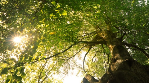 Forest bathing