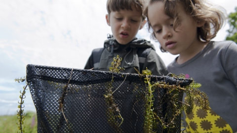 Pond dipping