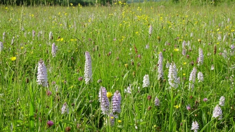 Willoughby Meadow