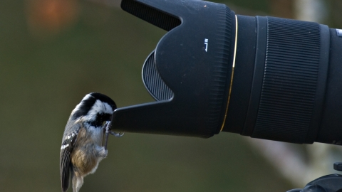 Coal tit on camera