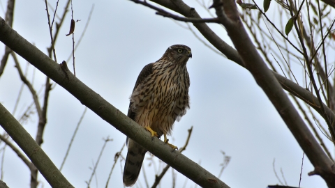 Juvenile goshawk