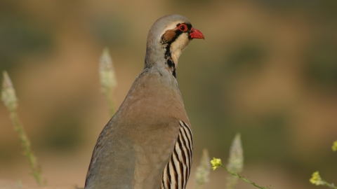 Partridge