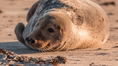 Grey seal